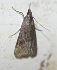 Achyra affinitalis