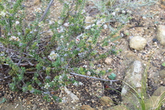 Phylica purpurea