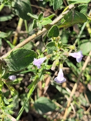 Clinopodium
