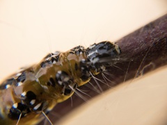 Uresiphita reversalis