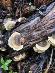 Trametes versicolor