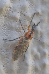 Dilophus