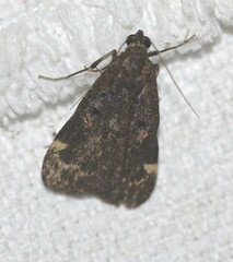 Hydrillodes funestalis