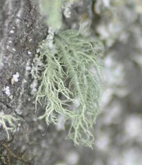 Usnea hirta
