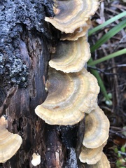 Trametes versicolor