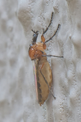 Dilophus