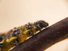 Uresiphita reversalis