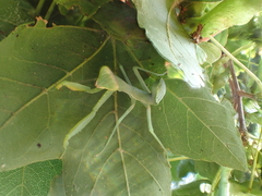 Hierodula transcaucasica