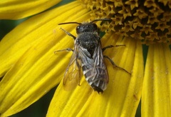 Coelioxys inermis