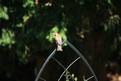 Haemorhous mexicanus