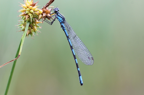 Siberian Bluet