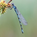Siberian Bluet - Photo (c) purperlibel, some rights reserved (CC BY-SA), uploaded by purperlibel