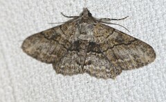 Cleora repetita