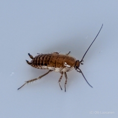 Ectobius sylvestris