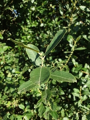 Salix cinerea