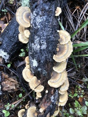 Trametes versicolor
