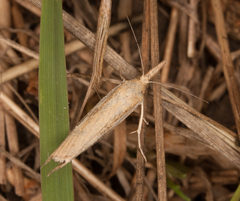 Agriphila tristella