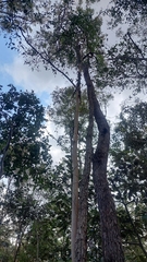 Eucalypteae