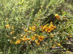 Pultenaea scabra