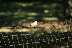 Haemorhous mexicanus