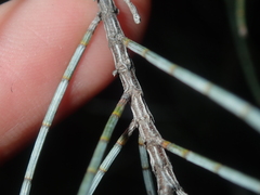 Casuarinaceae