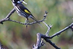 Phylidonyris novaehollandiae