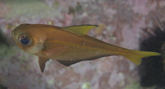 Pempheris compressa