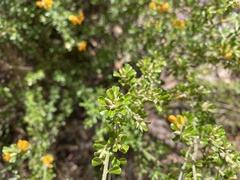 Pultenaea scabra