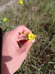Diplotaxis tenuifolia