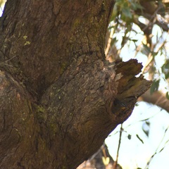 Pardalotus punctatus