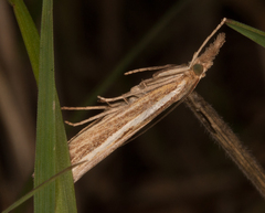 Agriphila tristella