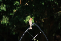 Haemorhous mexicanus