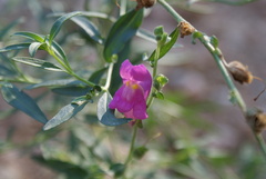 Antirrhinum
