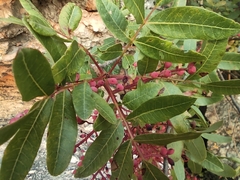 Pistacia terebinthus