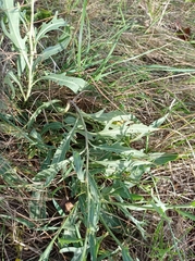 Diplotaxis tenuifolia