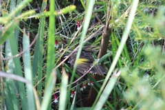 Phylidonyris novaehollandiae