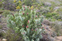 Protea laurifolia
