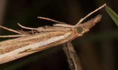 Agriphila tristella