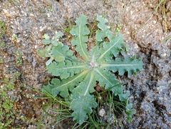 Sonchus kirkii