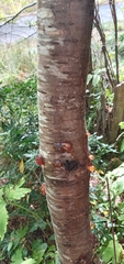 Prunus emarginata