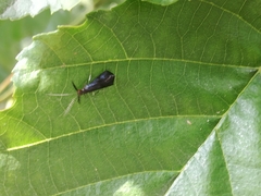 Mystacides azureus