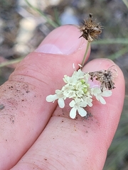 Dipsacoideae