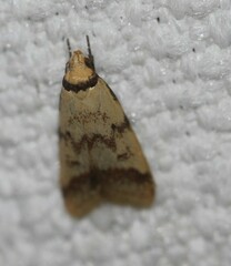 Heteroteucha anthodora