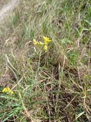 Diplotaxis tenuifolia