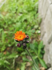 Pilosella aurantiaca
