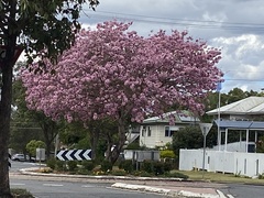 Tabebuia