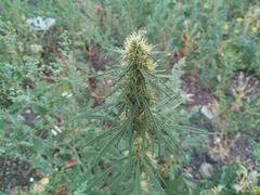 Cannabis sativa