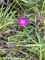 Dianthus