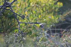 Phylidonyris novaehollandiae