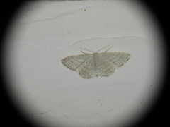 Idaea subsericeata